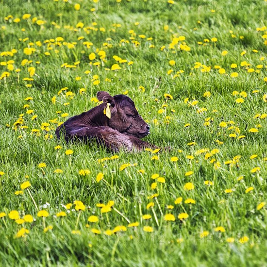 Newborn calf