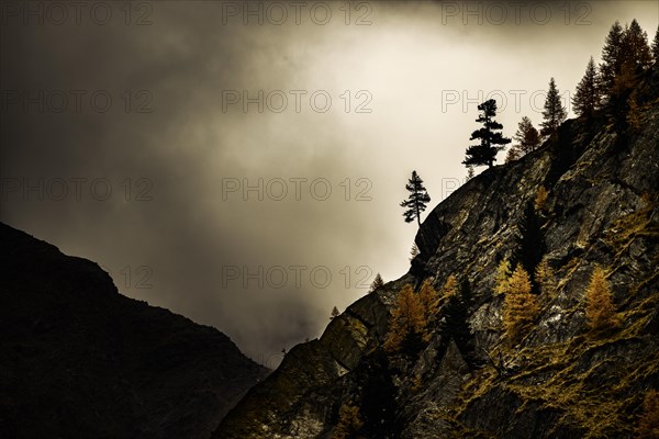 Single autumnal trees on rocky ridge in the backlight