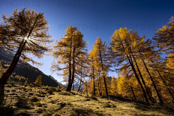 Autumn larches