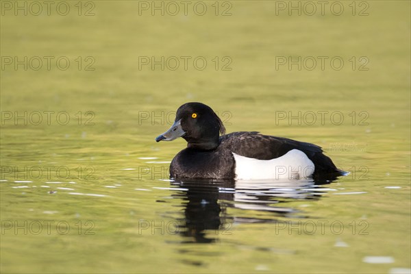 Tufted duck