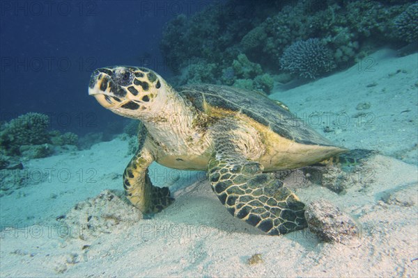 Hawksbill sea turtle