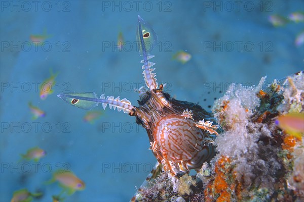 Portrait of pacific red lionfish