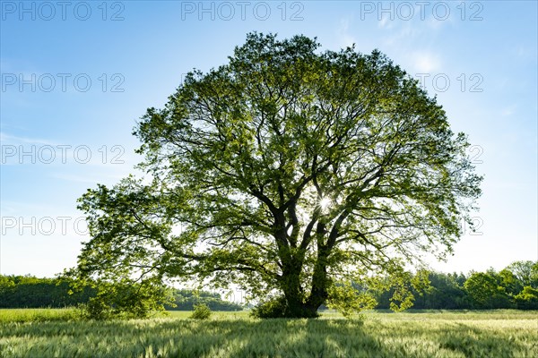 English oak