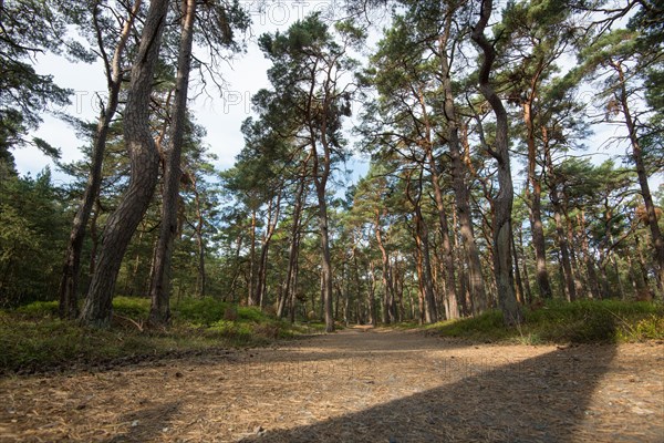 Hiking trail in the Darss primeval forest