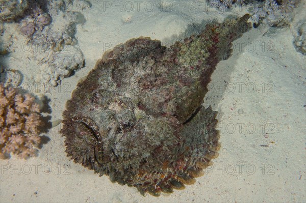 Reef stonefish