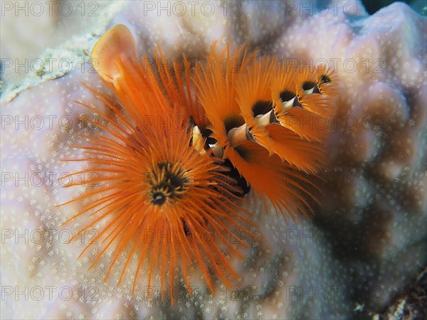 Orange Christmas Tree Worm