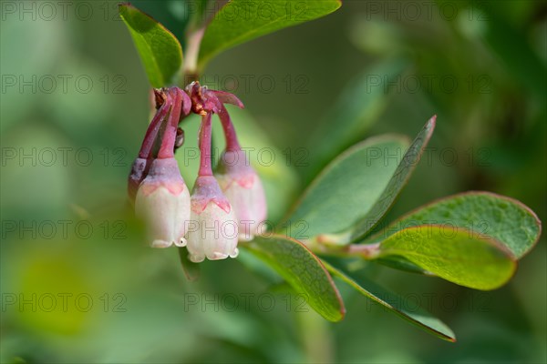 Bog bilberry