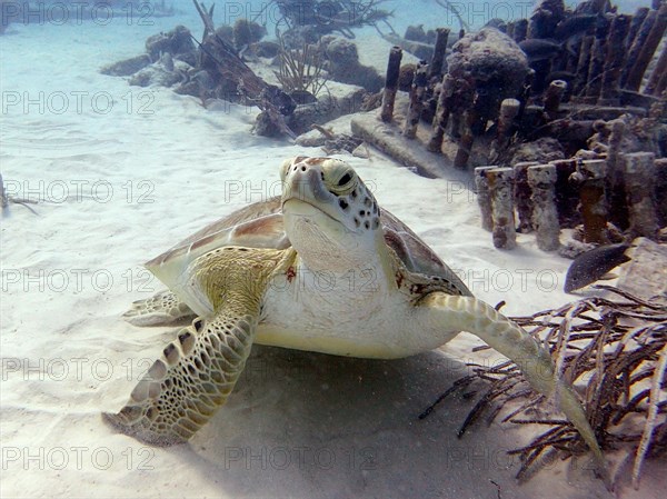 Green turtle