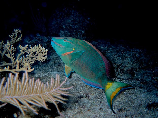 Stoplight parrotfish