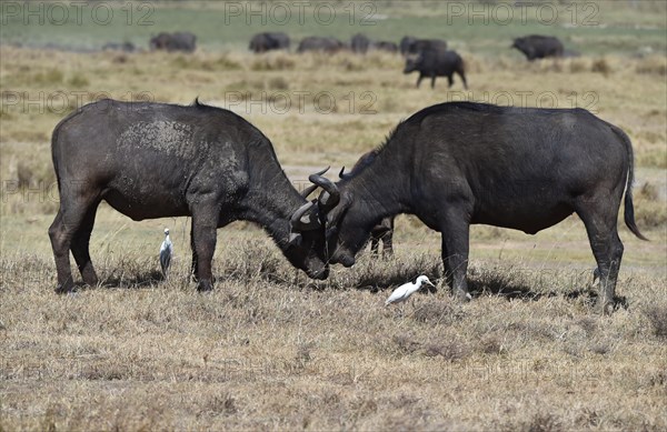 African buffalo