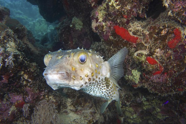 Spotbase burrfish