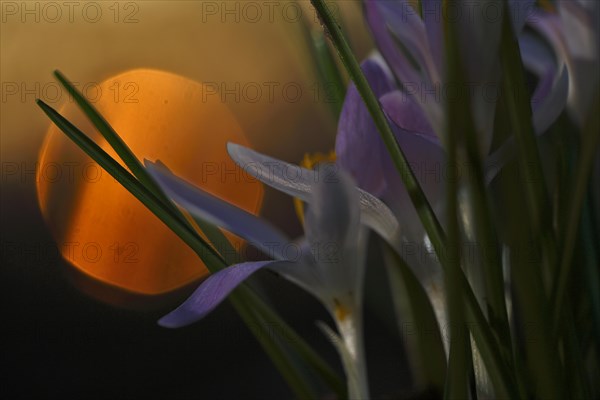 Spring crocus