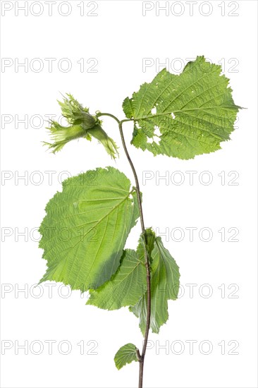 Common hazel