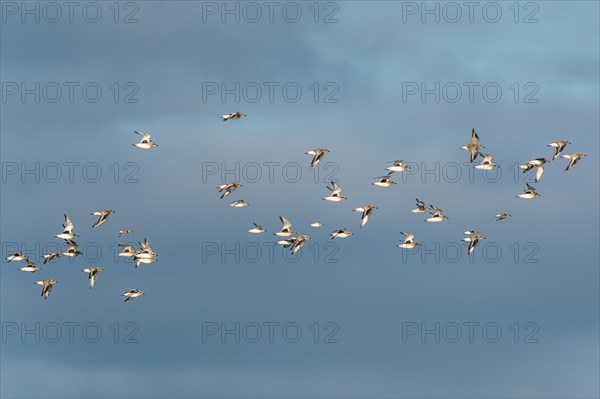 Grey Plover