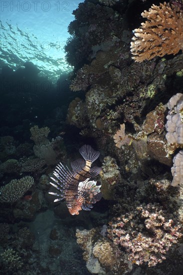 Common lionfish