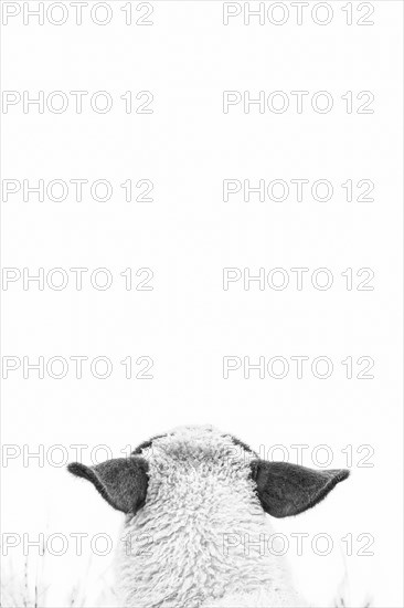 Domestic sheep