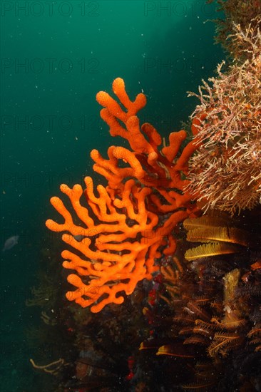 Orange sine sea fan