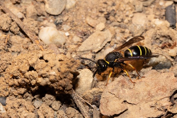 Common chimney wasp with open wings sitting next to brood tube seen on left side