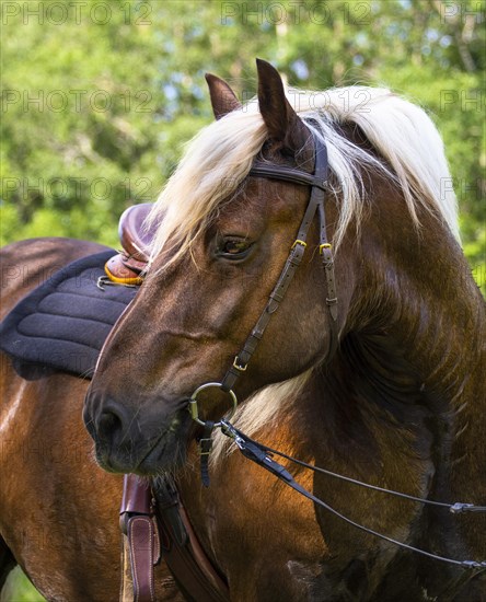 Portrait of a cold-blooded horse