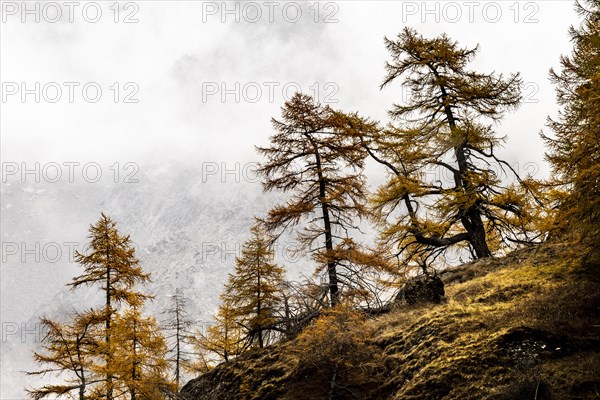 Autumn larch