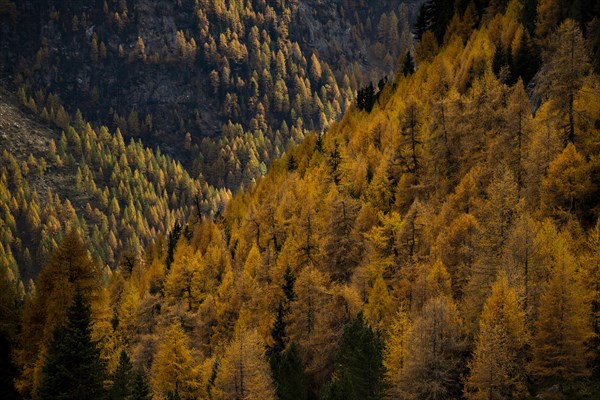 Autumn larch