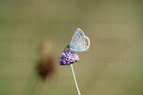 (Polyommatus icarus), Blue, Butterfly (Knautia arvensis), Meadow, The Small Blue sits on the flower of a single Knautia arvensis