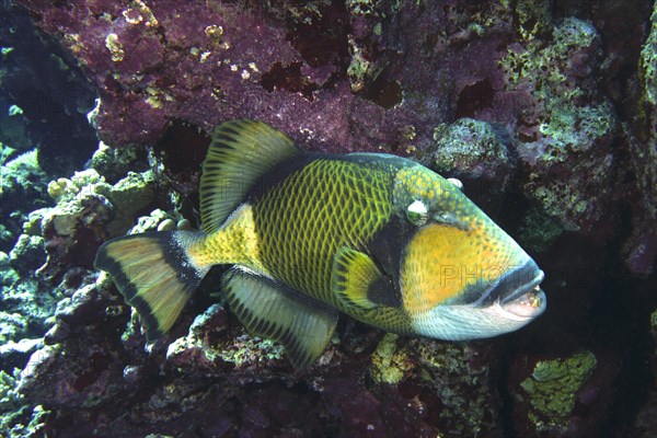 Titan triggerfish