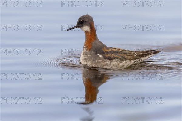 Red-necked phalarope