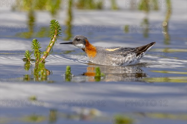 Red-necked phalarope