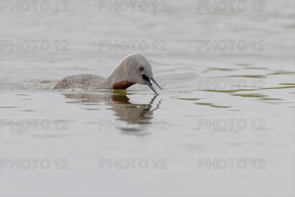 Red-throated diver