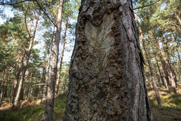 Darss primeval forest