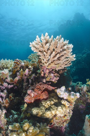 Tassled scorpionfish