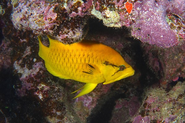 Sling-jaw wrasse