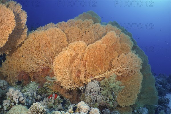 Giant sea fan