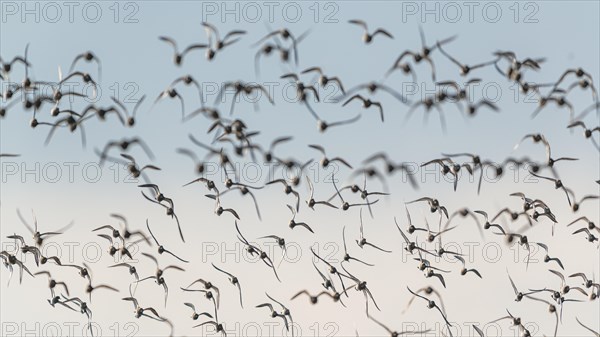 Grey Plover