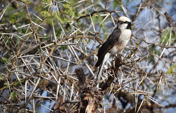 Bird White-crowned Shrike