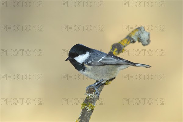 Coal Tit