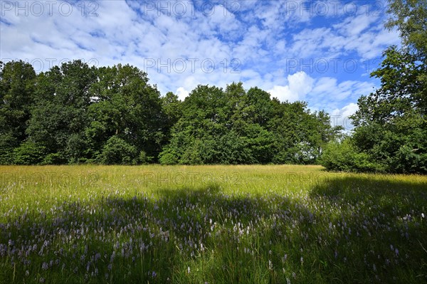 Spotted moorland spotted orchid