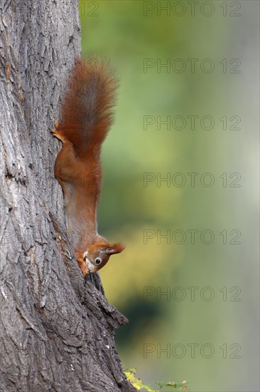 Eurasian red squirrel