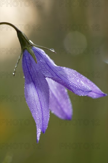 Spreading bellflower