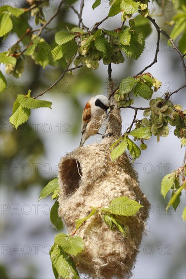 Eurasian penduline tit