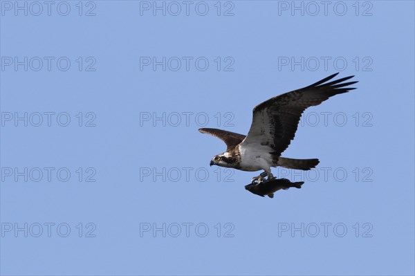 Western osprey