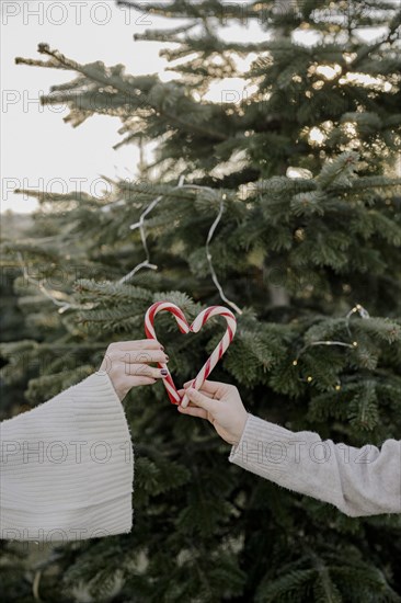 Candy cane heart in front of fir tree