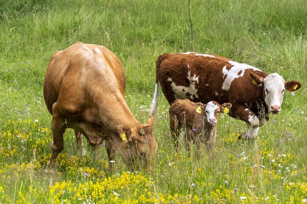 Two cows and a small calf in a meadow with flowers