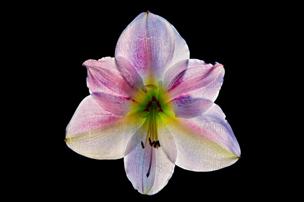 Close-up of a flower of an Amaryllis