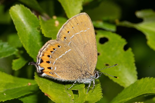 Plum tip butterfly butterfly with closed wings sitting on green leaf seen on right side