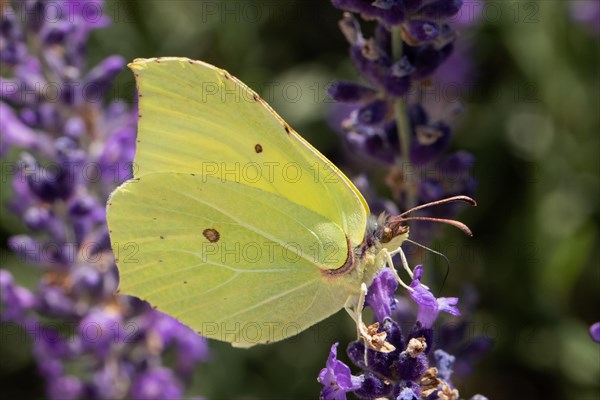 Lemon butterfly butterfly with closed wings sitting on purple flower sucking right seeing