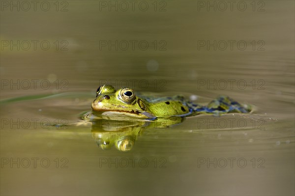 Green frog