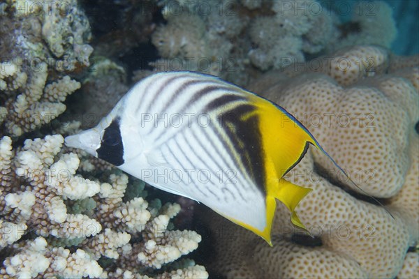 Threadfin butterflyfish