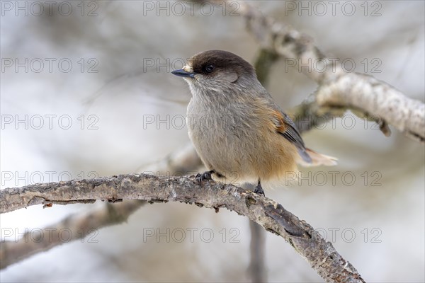 Siberian jay